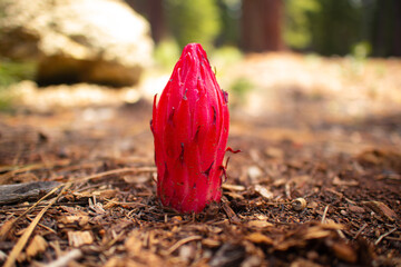 Snow Plant growing from the ground in the Eldorado National Forest Lake Tahoe