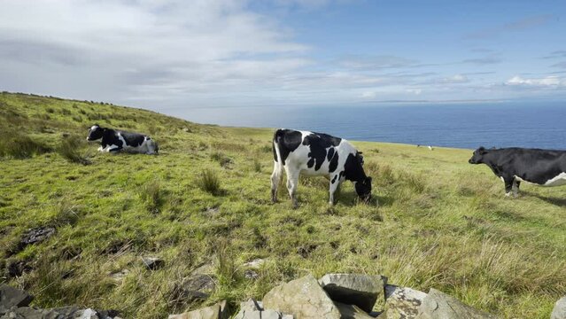 Irish Dairy Cows Grazing in Field above Cliffs of Moher