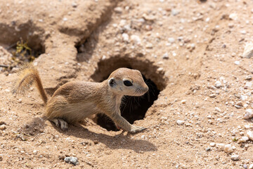 Round tailed ground squirrel, Xerospermophilus tereticaudus, hanging out by the entrance to their burrow. Cute wildlife in the Sonoran Desert. Pima County, Tucson, Arizona, USA. 