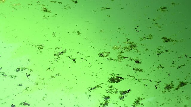 Pond scum or algae and organic debris floating in green water of a stagnant pool