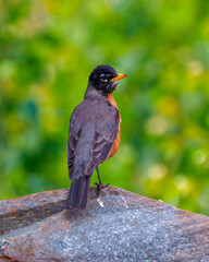 American Robin Photo and Image.  Close-up rear view standing on a rock with a green bokeh  backgrounds in its environment.