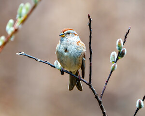 American Tree Sparrow.  Close-up front view perched on a tree buds with brown background in its environment and habitat
