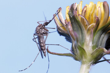 A mosquito is resting on a plant against a blue sky background.
Male and female mosquitoes feed on nectar and plant juices, but females can suck animal blood.
