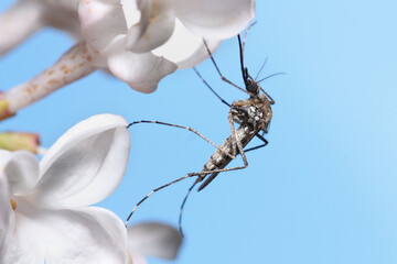 A mosquito is resting on a plant against a blue sky background.
Male and female mosquitoes feed on nectar and plant juices, but females can suck animal blood.

