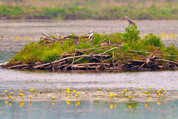 Beaver lodge Photo and Image. Beaver lodge in a marsh environment in the summer time. with lily pads in the water.