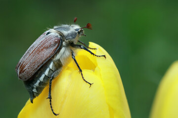 Male Cockchafer, ( Melolonta ) , also known as the may beetle. A beetle is sitting on a tulip.
