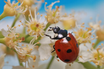 The ladybug runs through a white bird cherry blossoms and carefully examines each flower. 