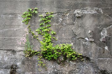ivy on the wall