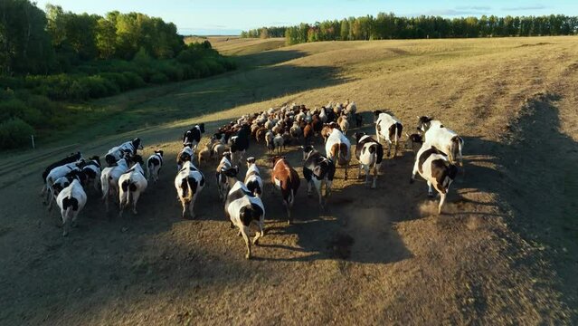 The herd of cows and rams runs across the field in the summer on a sunny day. Aerial view	
