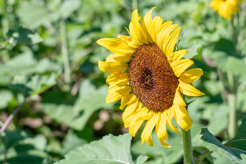sunflower