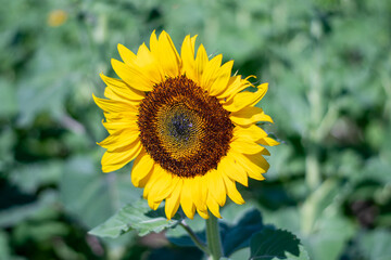 sunflower in the field