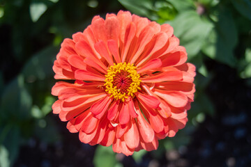 Obraz premium red zinnea flower