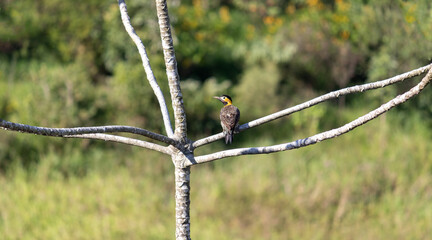 Photograph of a Campo flicker. 