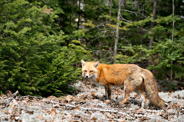 Red Fox Photo Stock. Fox Image. Close-up side view in the spring season displaying fox tail, fur, in its environment and habitat with a coniferous trees background and moss on ground. Picture. 
