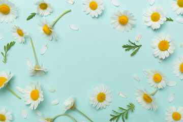 Flat lay with chamomile flowers on color background, top view