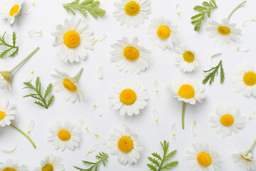 Flat lay with chamomile flowers on color background, top view