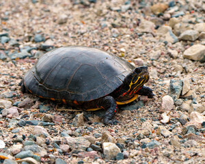 Painted Turtle Photo and Image.  Close-up side view walking on gravel and displaying its turtle shell, head, paws in its environment and habitat. Turtle Picture.