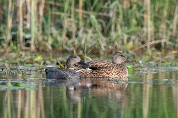 Gadwall or Mareca strepera observed in Gajoldaba in West Bengal, India