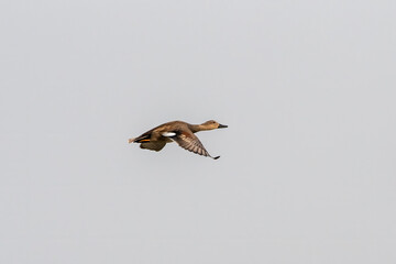 Gadwall or Mareca strepera observed in Gajoldaba in West Bengal, India