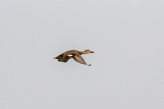 Gadwall or Mareca strepera observed in Gajoldaba in West Bengal, India