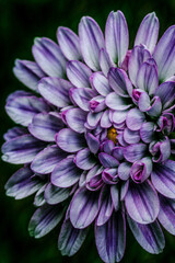 Dark chrome violet flower macro, micro photography, Generative AI illustrations