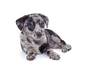 One spotted puppy stands sideways.