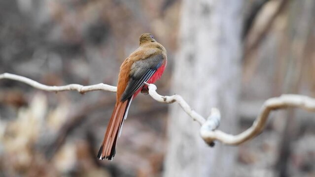 Harpactes duvaucelii Bird on branch.