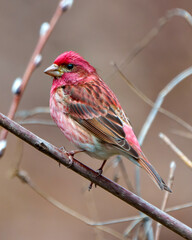 Purple Finch Photo and Image.  Male close-up side view, perched on a branch with a blur background in its environment .