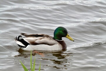 Canard Colvert Baie de Somme 