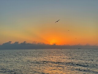 Sunrise over the ocean with clouds with a bird flying by