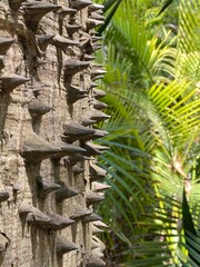 Spiky tree close up