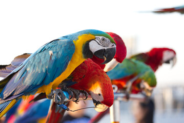 Close up of colorful scarlet macaw parrot pet perch on roost branch with blue clear sky background