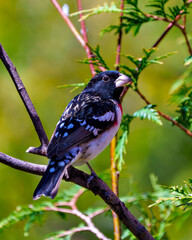 Rose-breasted Grosbeak Image and Photo.  Male close-up rear view perched on a branch with green background in its environment. Cardinal Family.