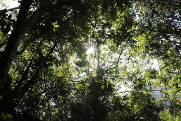 sun shining through branches