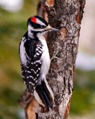 Woodpecker Image and Photo.  Close-up profile view male clinging to  a tree trunk with a blur background in its environment and habitat surrounding.