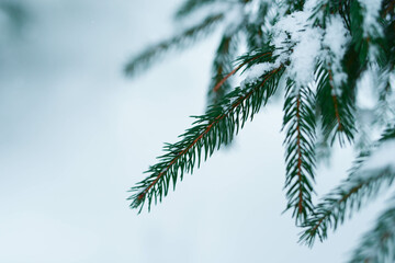 Winter forest with snowy spruce coniferous trees in the city Liptovsky Mikulas.