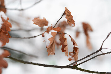 Orange leaves on the deciduous tree in the winter with a lot of snow background .