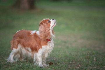 Beautiful purebred cavalier king charles spaniel playing in a summer park.