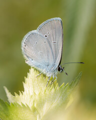 Cupido minimus - the small blue butterfly on the European yellow-rattle, Rhinanthus alectorolophus