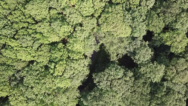 A French forest view from above. May 2023, Mayenne, France.