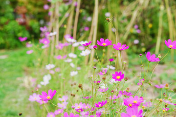 Pink cosmos flowers in garden. Bright floral background. Decorative garden flowers. 
