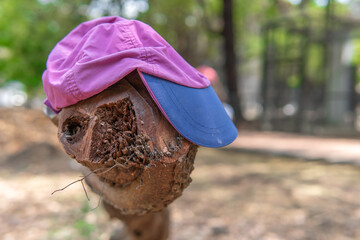 A cut tree cross-section looking like an alien, wall-E, robot with a purple and blue cap on the head