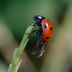 Seven-spot ladybird (Coccinella septempunctata)