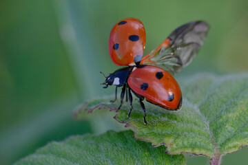 Seven-spot ladybird (Coccinella septempunctata)