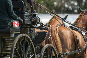 detail combined driving competition team carriage and horses - Powered by Adobe