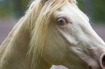 Detail close up of perlino or cremalo Rocky Mountain Horse colt