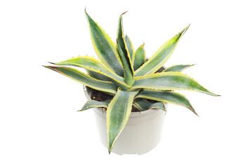 Agave americana plant