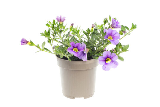 Flowering calibrachoa plant