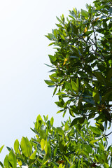 Capture the mesmerizing beauty of tree branches in a captivating side shot