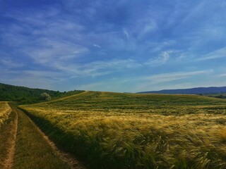 field and blue sky